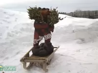 Деревянная скульптура Медведя