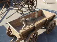 Тележка с сплошными бортами