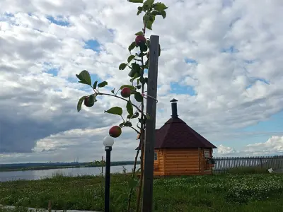 Tutor T. - отзыв 11910